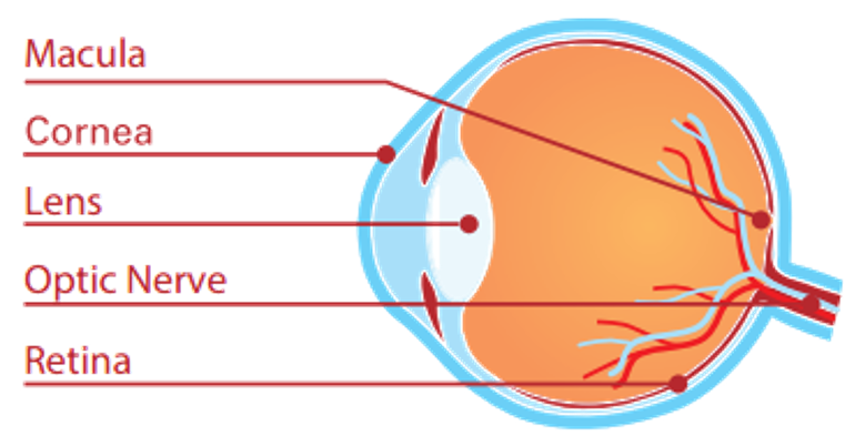 Eye image courtesy of Preventblindness.org