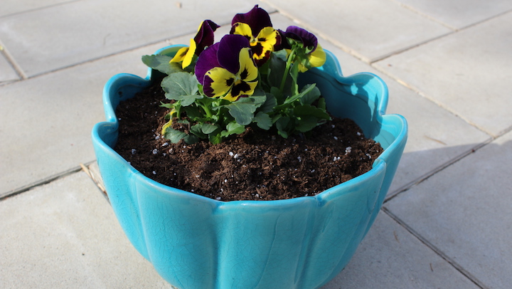 pot with flowers