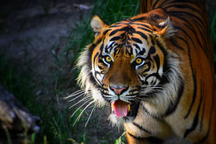 tiger teeth