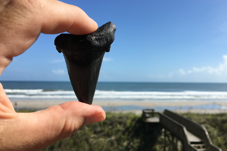 shark tooth