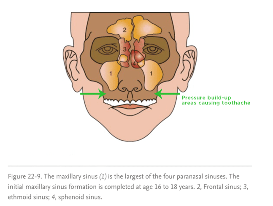 Allergies and sinus pressure can lead to a toothache if left untreated. Learn how to keep seasonal a