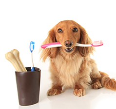 dog with toothbrush in mouth