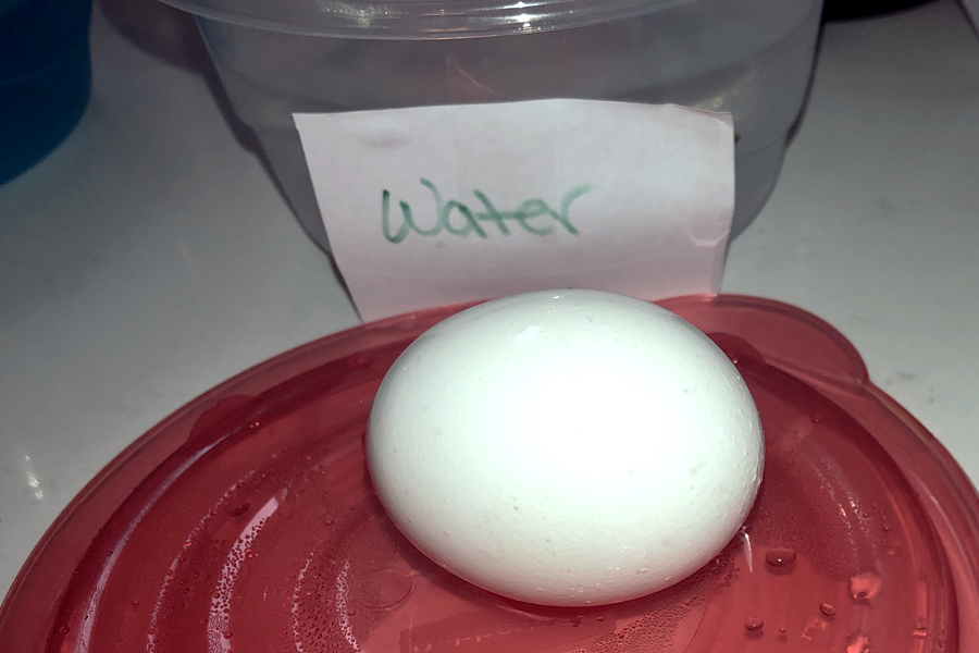 An eggshell isn't stained after soaking in water overnight.