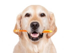 Dog & Toothbrush Image